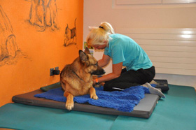 hundephysiotherapie: anwendungsgebiete