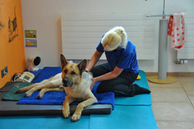 hundephysiotherapie: behandlungsaufbau